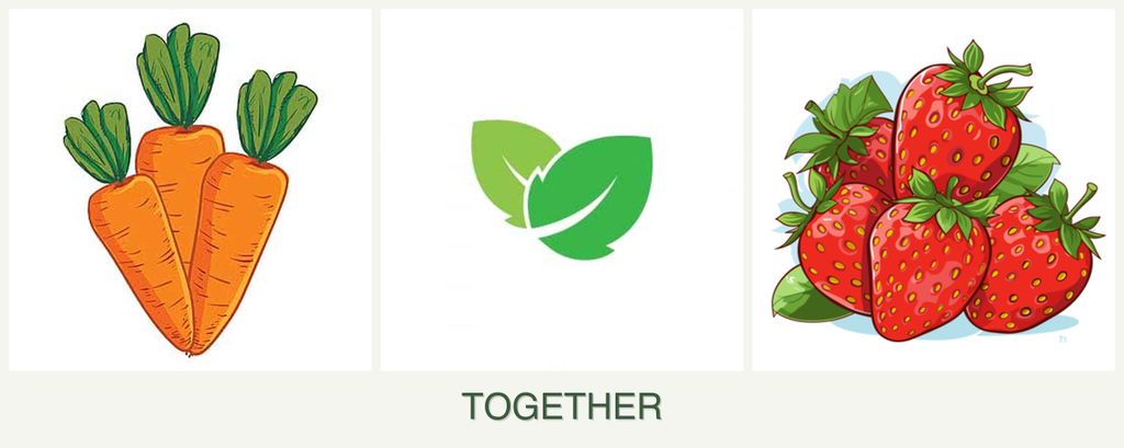 Can you plant carrots, mint and strawberries together?