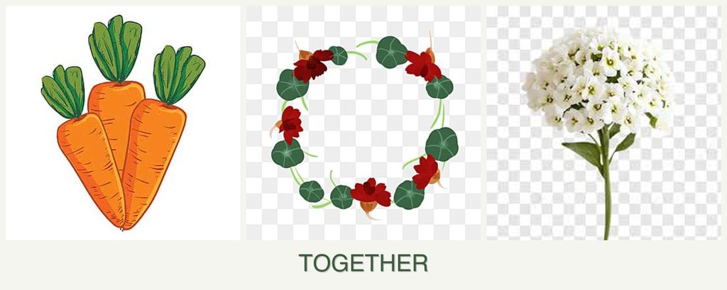 Can you plant carrots, nasturtiums and alyssum together?