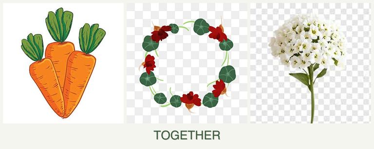 Can you plant carrots, nasturtiums and alyssum together?