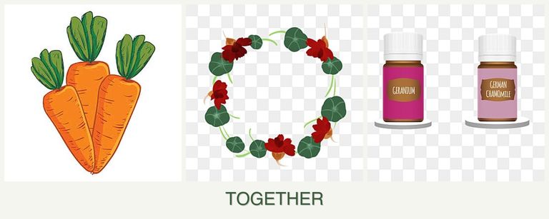 Can you plant carrots, nasturtiums and geraniums together?