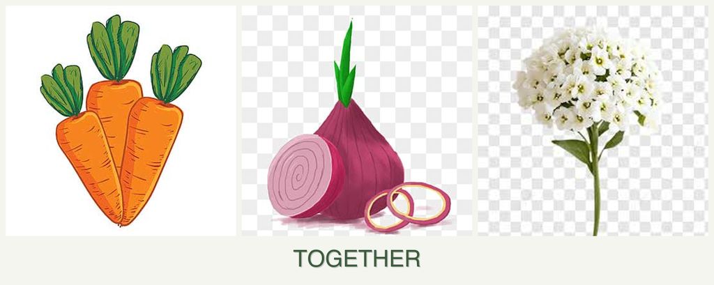 Can you plant carrots, onions and alyssum together?