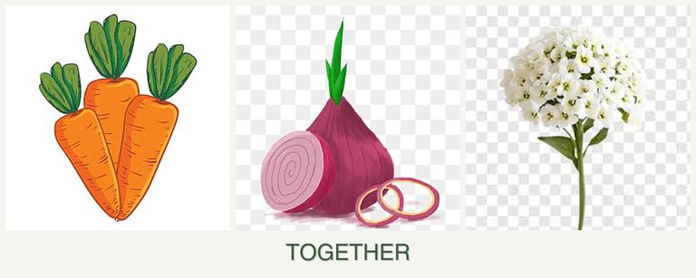 Can you plant carrots, onions and alyssum together?