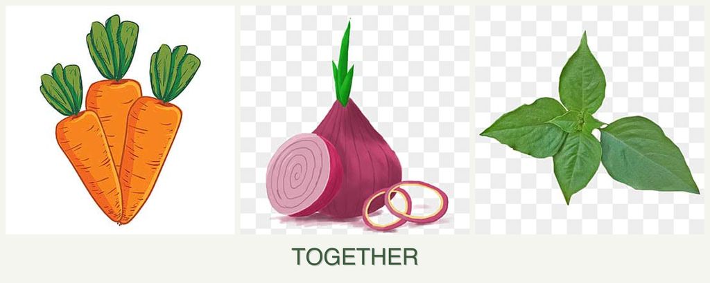 Can you plant carrots, onions and basil together?