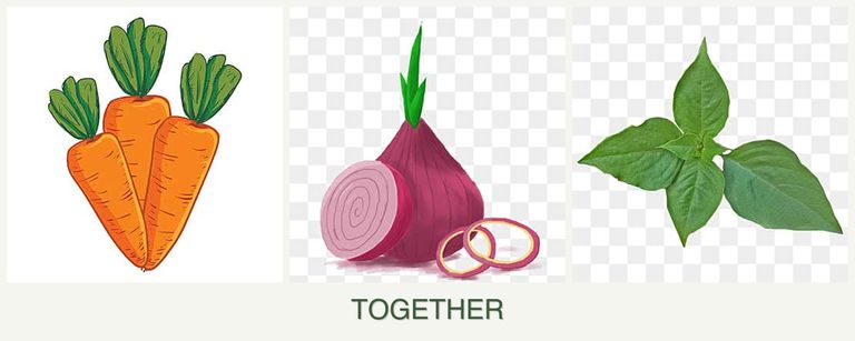 Can you plant carrots, onions and basil together?