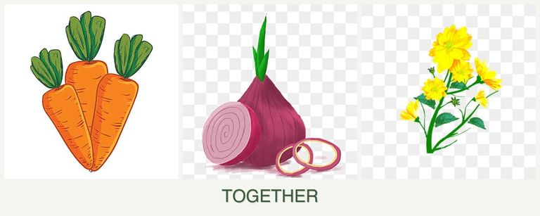 Can you plant carrots, onions and calendula together?