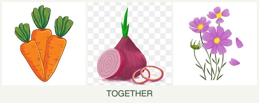 Can you plant carrots, onions and cosmos together?