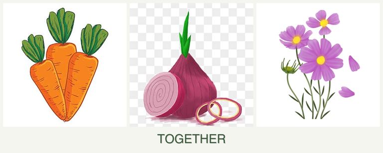 Can you plant carrots, onions and cosmos together?