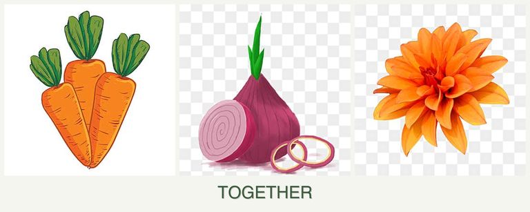 Can you plant carrots, onions and dahlias together?