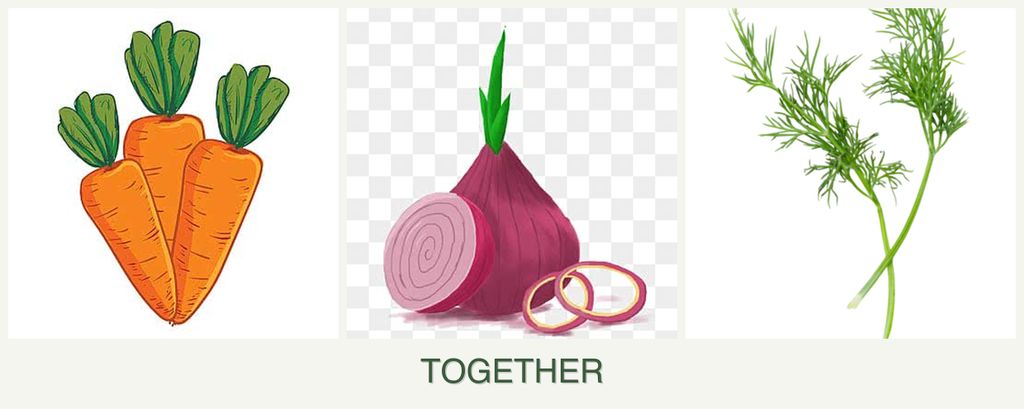 Can you plant carrots, onions and dill together?