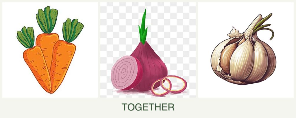 Can you plant carrots, onions and garlic together?