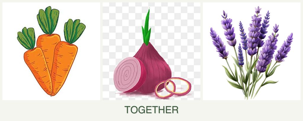 Can you plant carrots, onions and lavender together?