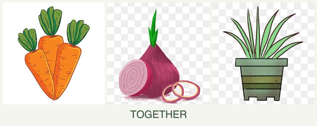 Can you plant carrots, onions and lemongrass together?