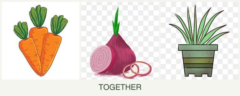 Can you plant carrots, onions and lemongrass together?