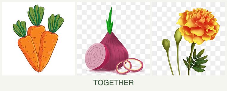 Can you plant carrots, onions and marigolds together?
