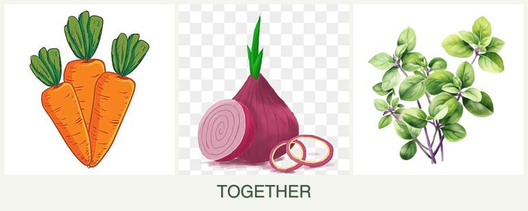 Can you plant carrots, onions and oregano together?