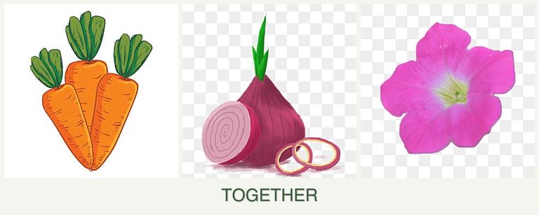 Can you plant carrots, onions and petunias together?