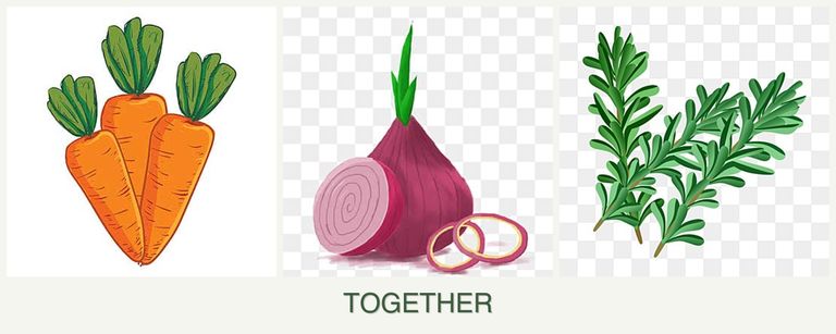 Can you plant carrots, onions and rosemary together?
