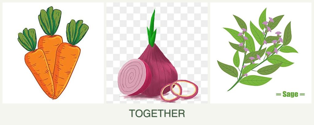 Can you plant carrots, onions and sage together?