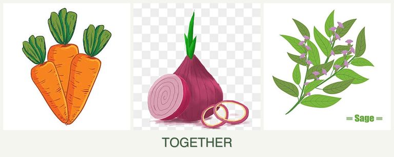 Can you plant carrots, onions and sage together?