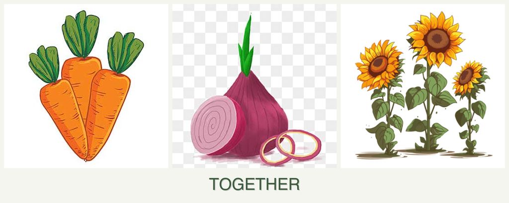 Can you plant carrots, onions and sunflowers together?