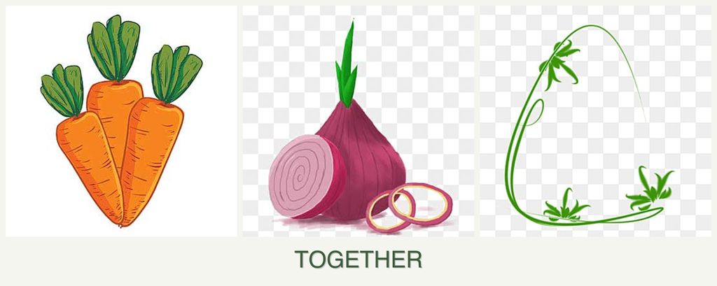 Can you plant carrots, onions and tarragon together?