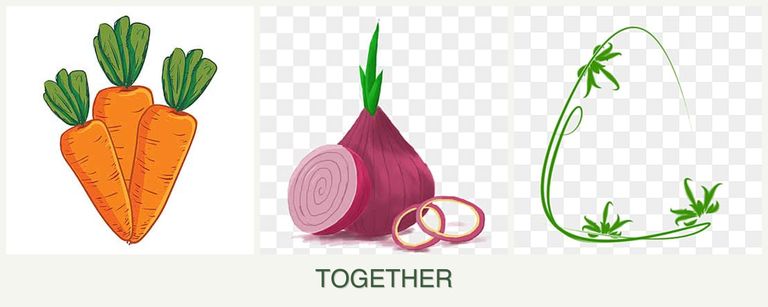 Can you plant carrots, onions and tarragon together?