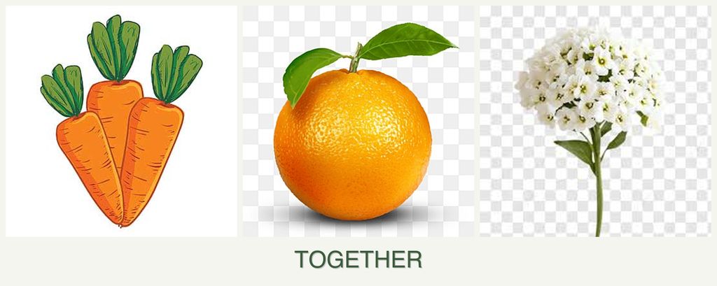 Can you plant carrots, oranges and alyssum together?