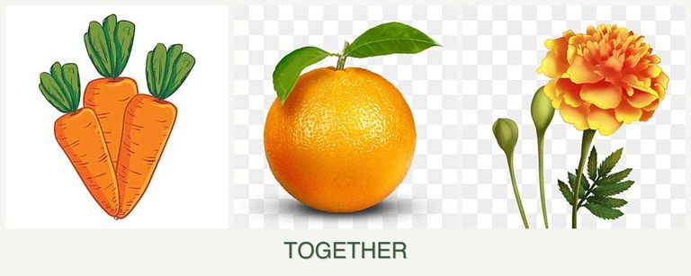 Can you plant carrots, oranges and marigolds together?