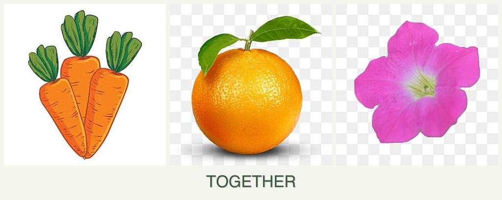 Can you plant carrots, oranges and petunias together?
