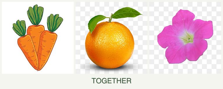Can you plant carrots, oranges and petunias together?