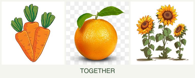 Can you plant carrots, oranges and sunflowers together?