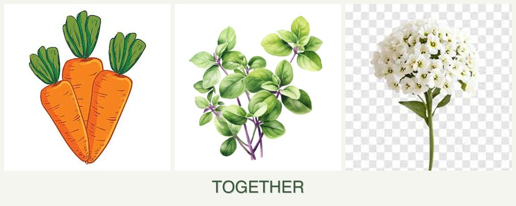 Can you plant carrots, oregano and alyssum together?