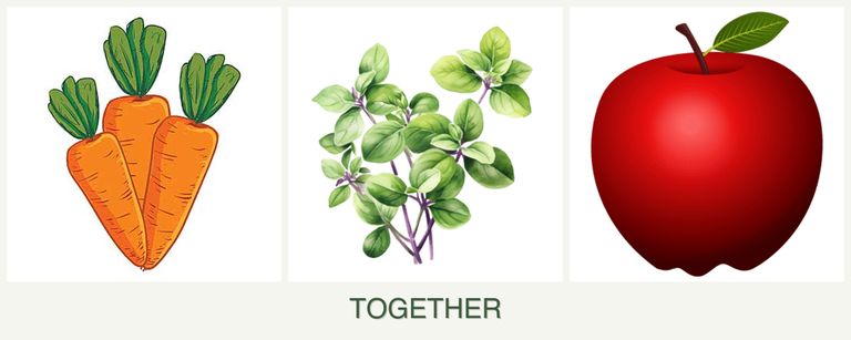 Can you plant carrots, oregano and apples together?