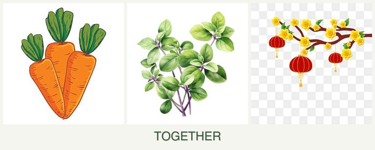 Can you plant carrots, oregano and apricots together?