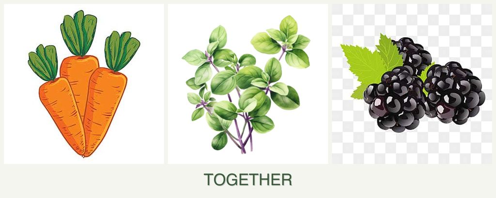Can you plant carrots, oregano and blackberries together?