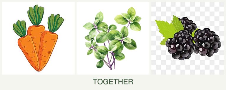Can you plant carrots, oregano and blackberries together?