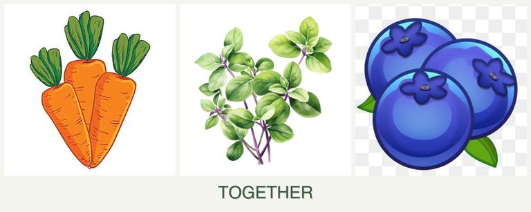 Can you plant carrots, oregano and blueberries together?