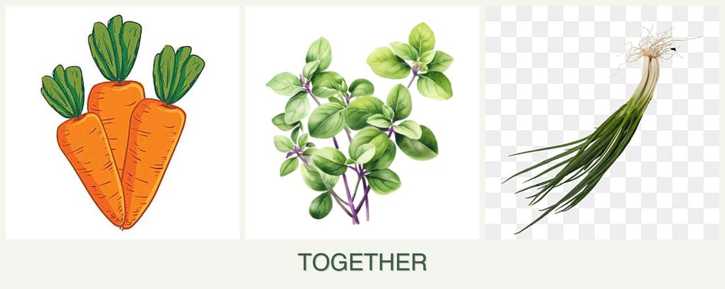 Can you plant carrots, oregano and chives together?