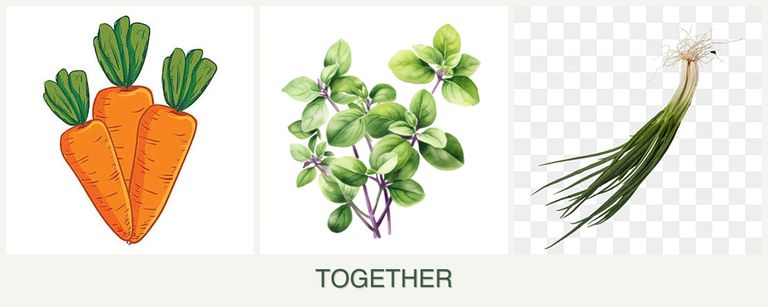 Can you plant carrots, oregano and chives together?