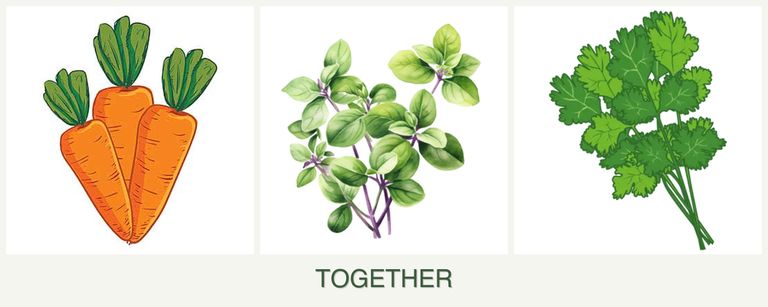 Can you plant carrots, oregano and cilantro together?
