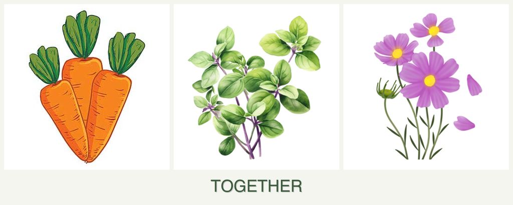 Can you plant carrots, oregano and cosmos together?