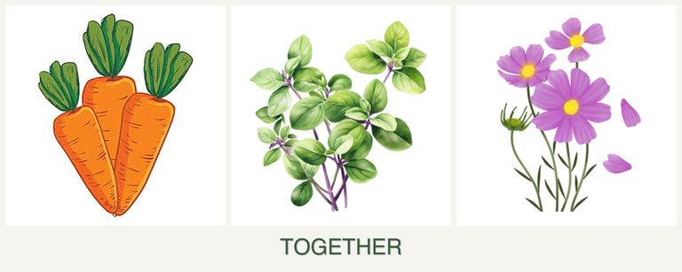 Can you plant carrots, oregano and cosmos together?
