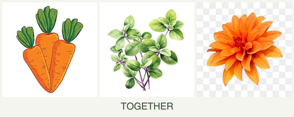 Can you plant carrots, oregano and dahlias together?