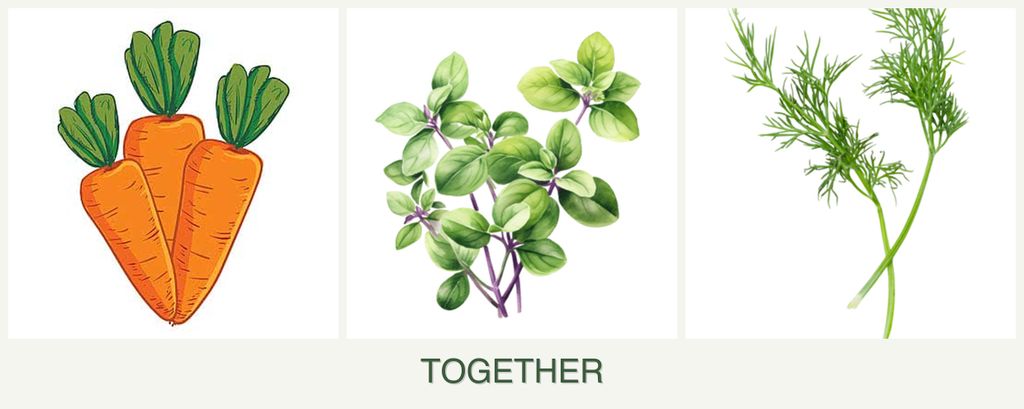 Can you plant carrots, oregano and dill together?
