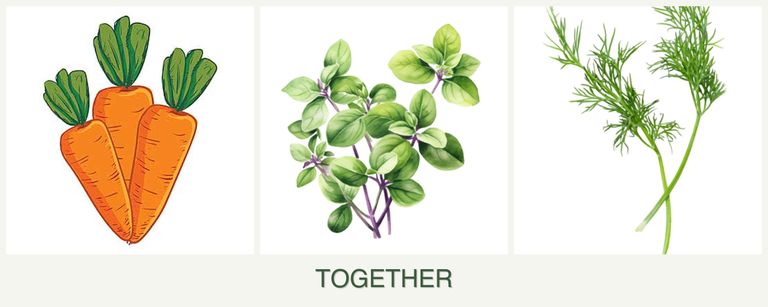 Can you plant carrots, oregano and dill together?
