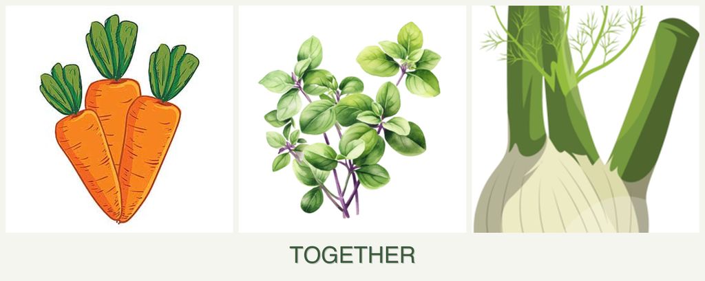 Can you plant carrots, oregano and fennel together?