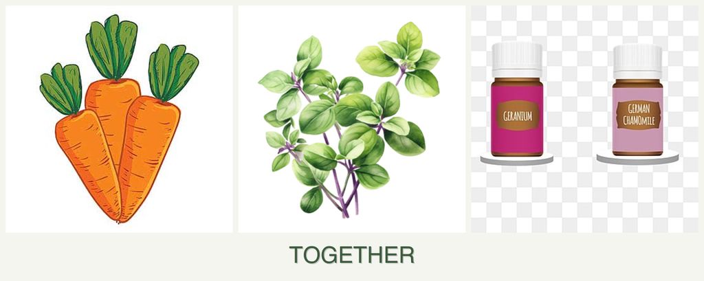 Can you plant carrots, oregano and geraniums together?