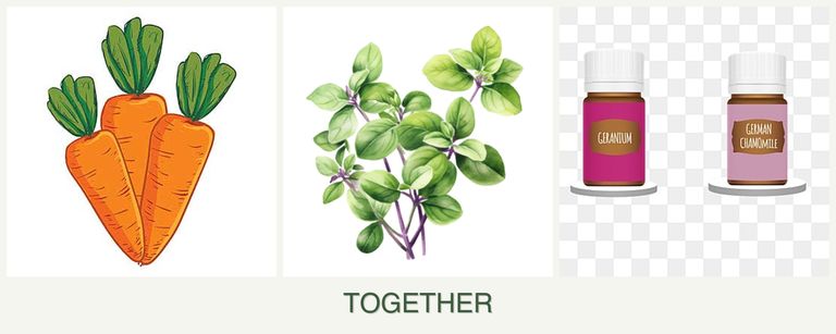 Can you plant carrots, oregano and geraniums together?