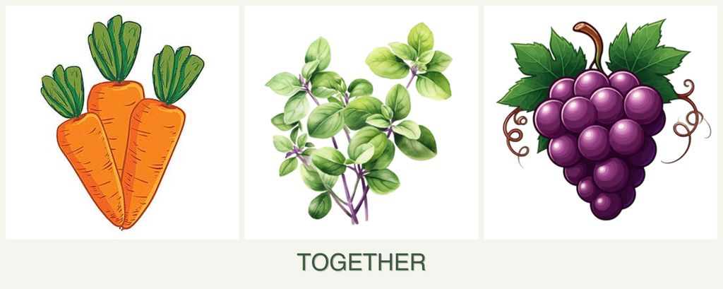 Can you plant carrots, oregano and grapes together?