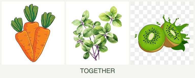 Can you plant carrots, oregano and kiwi together?